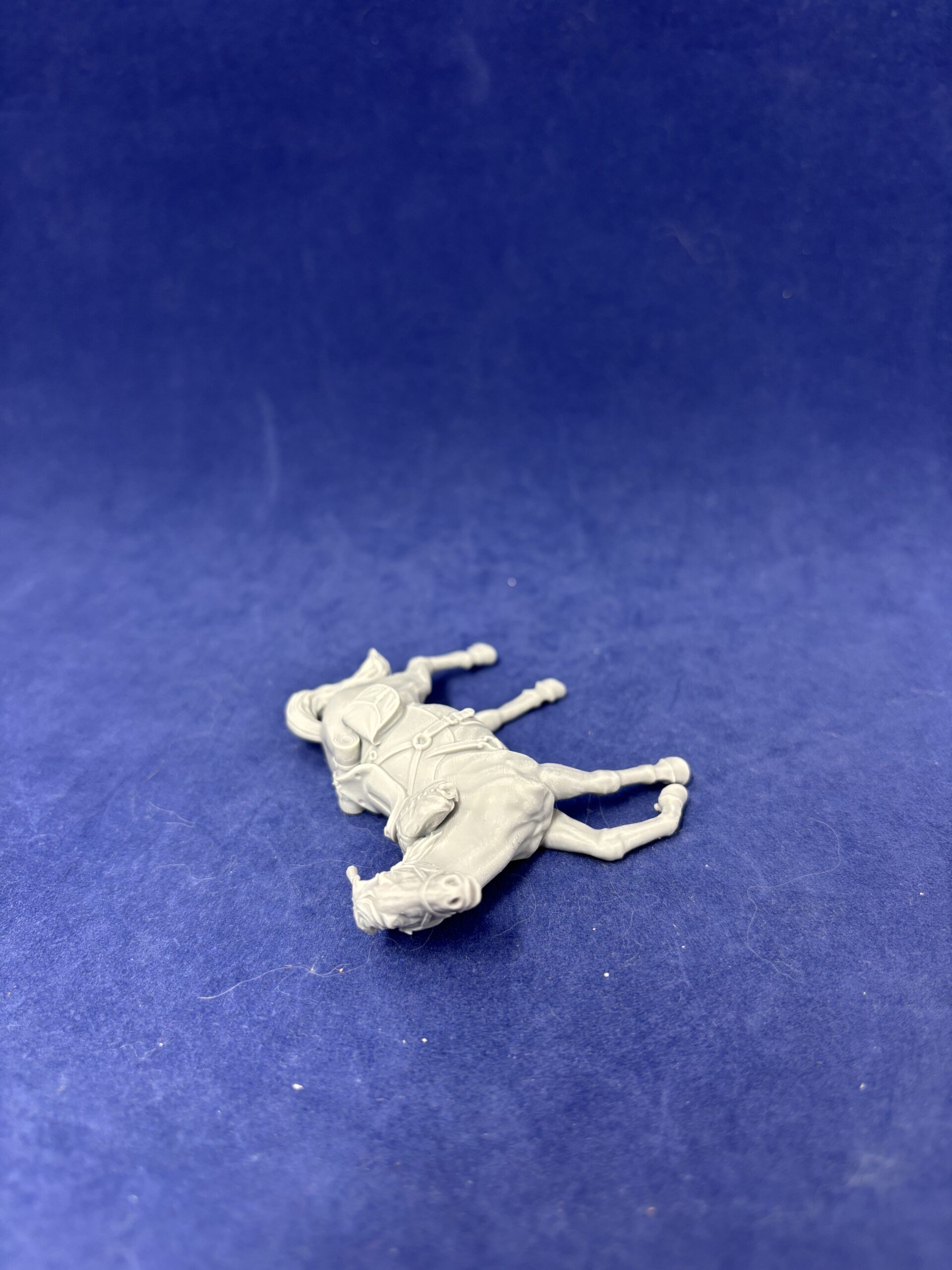 Horse injured and fearful, head up