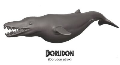 Dorudon