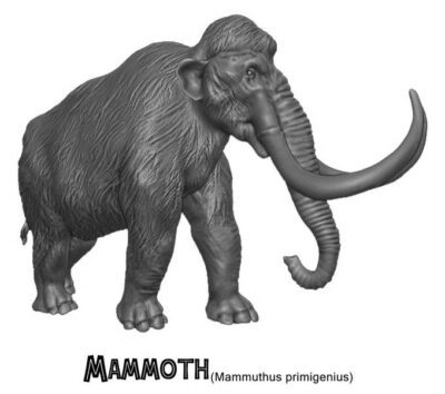 Mammuthus primigenius Mammoth