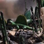 Dimetrodon 5 different poses, kit photo review