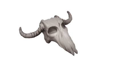 Longhorn Skull