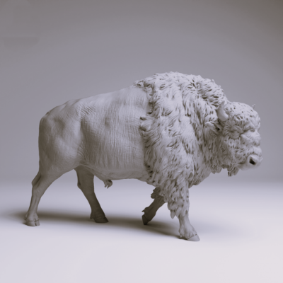 American Bison Bull