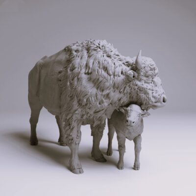 American Bison Cow and Calf