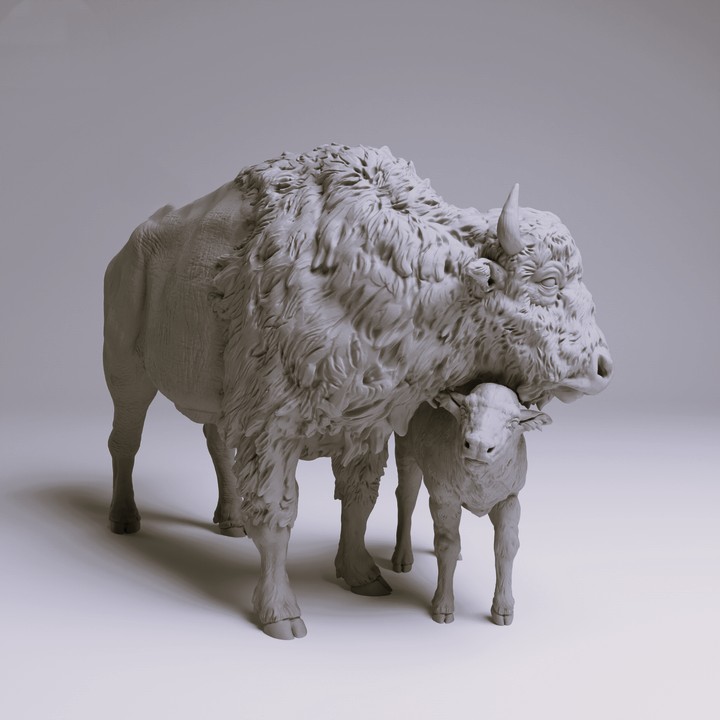 American Bison Cow and Calf