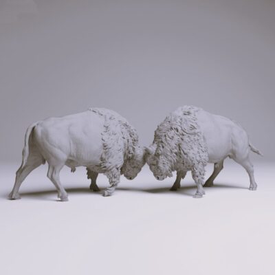 American Bisons Fight