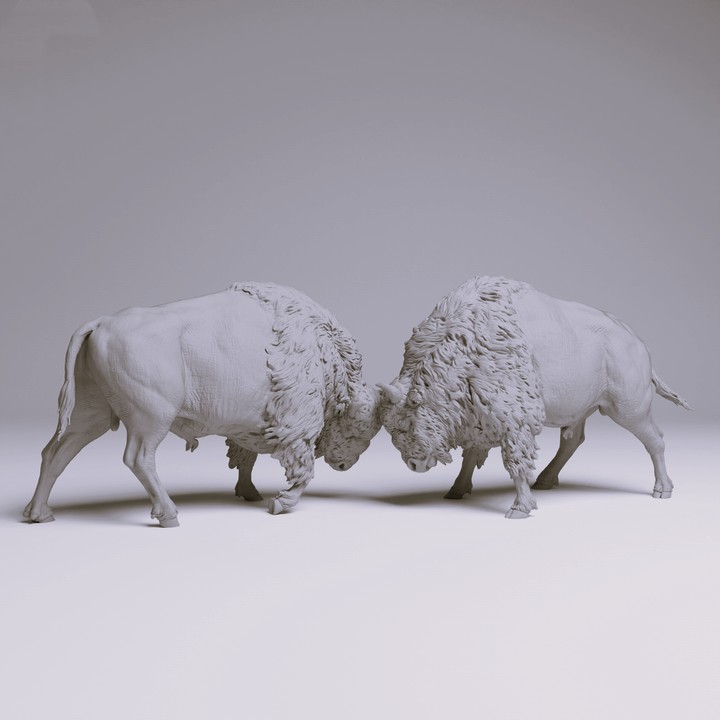 American Bisons Fight