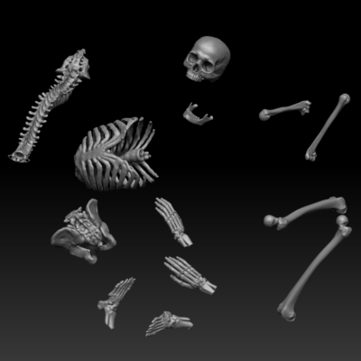 12x Skeleton bones set