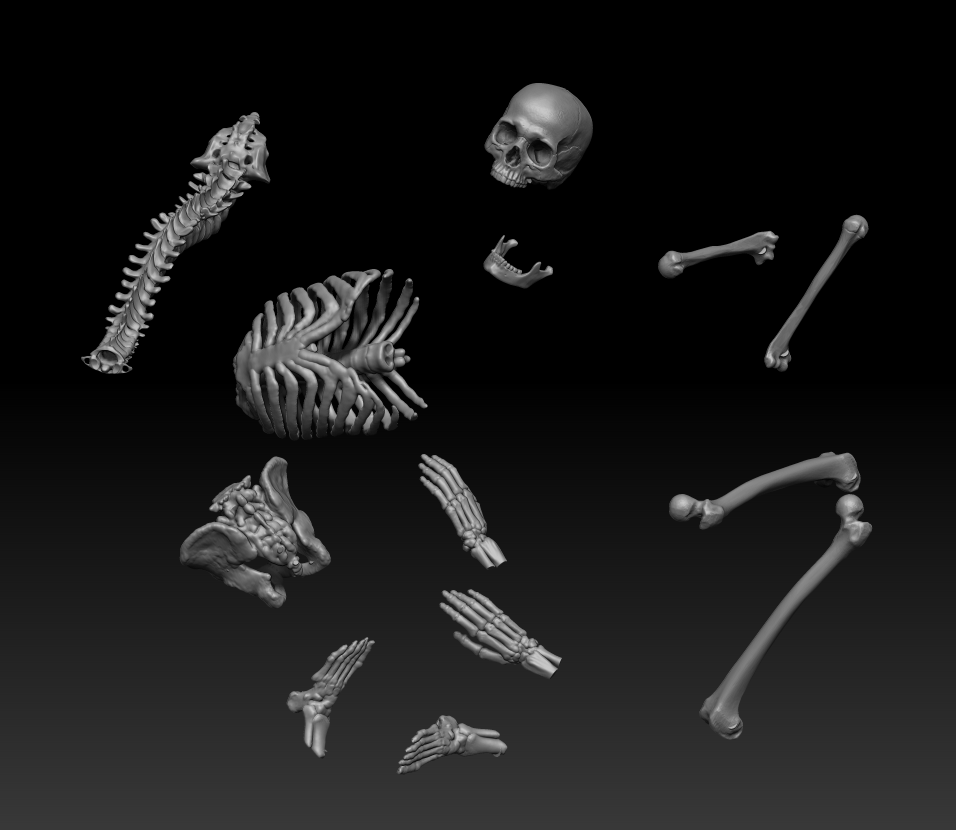 Skeleton bones set
